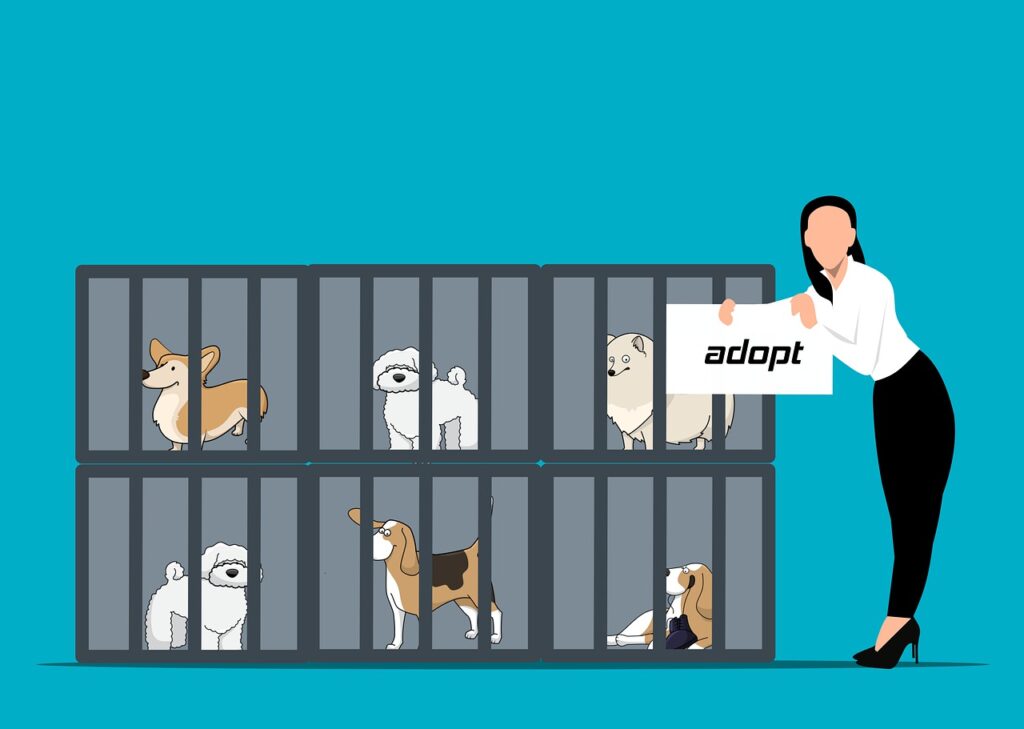 dog, adopt, adoption-6816752.jpg