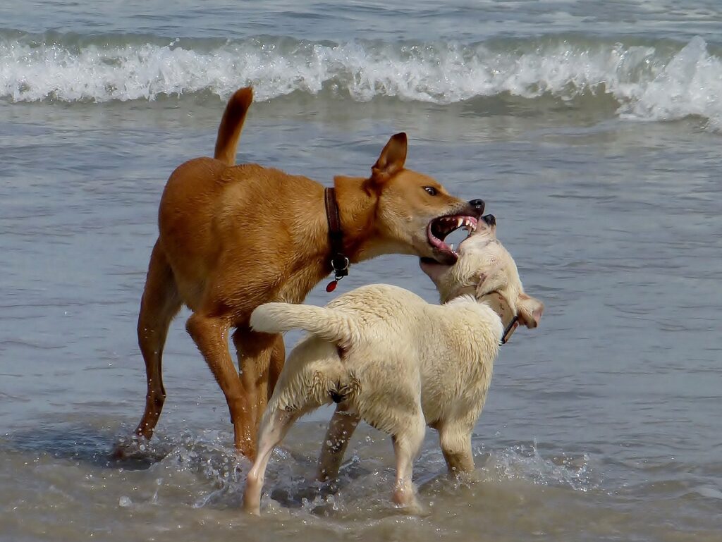 dogs, beach, to play-974547.jpg