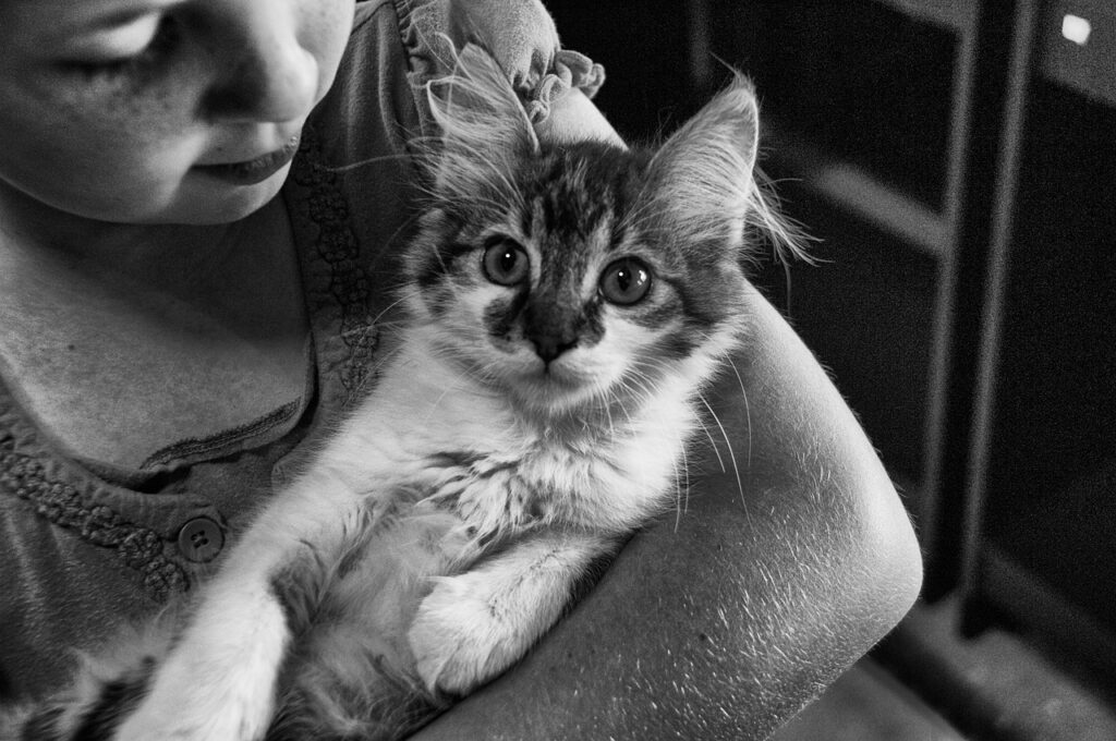 girl, cat, young-467707.jpg