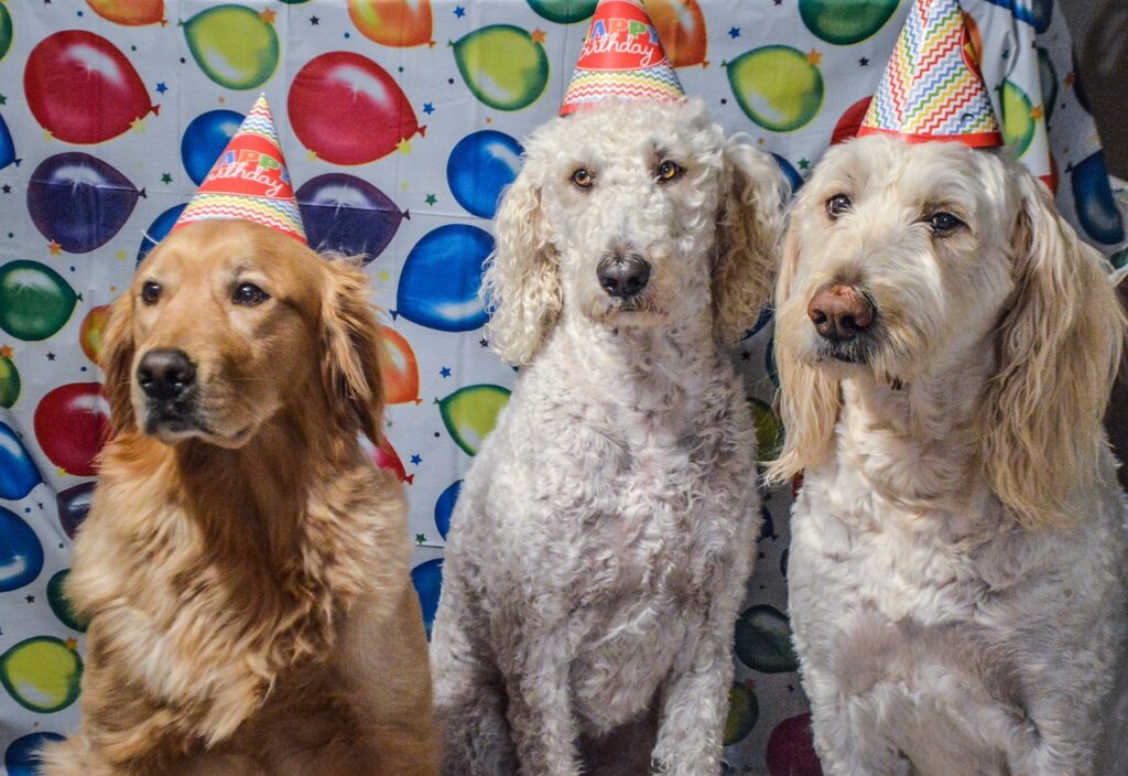 happy birthday, dogs, goldendoodle-4633667.jpg