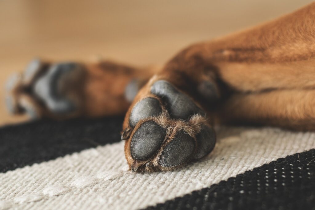 paws, dog, domestic animal-1636271.jpg