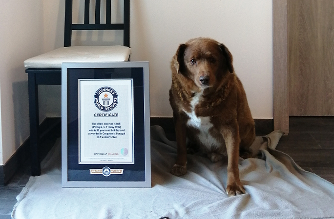 Bobi-with-his-Guinness-World-Records-certificate