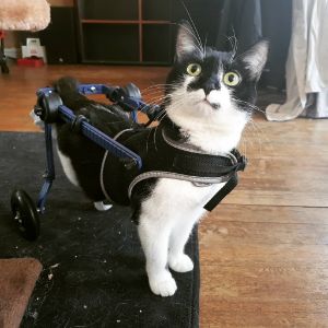 Cat-Amputee-Wheelchair