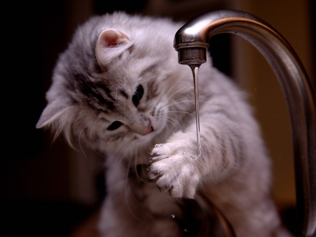 cat, curious cat, tap water-5966014.jpg