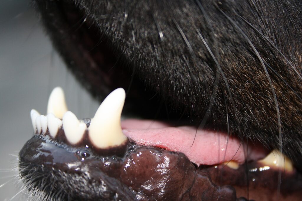 teeth, dog, animal-597514.jpg