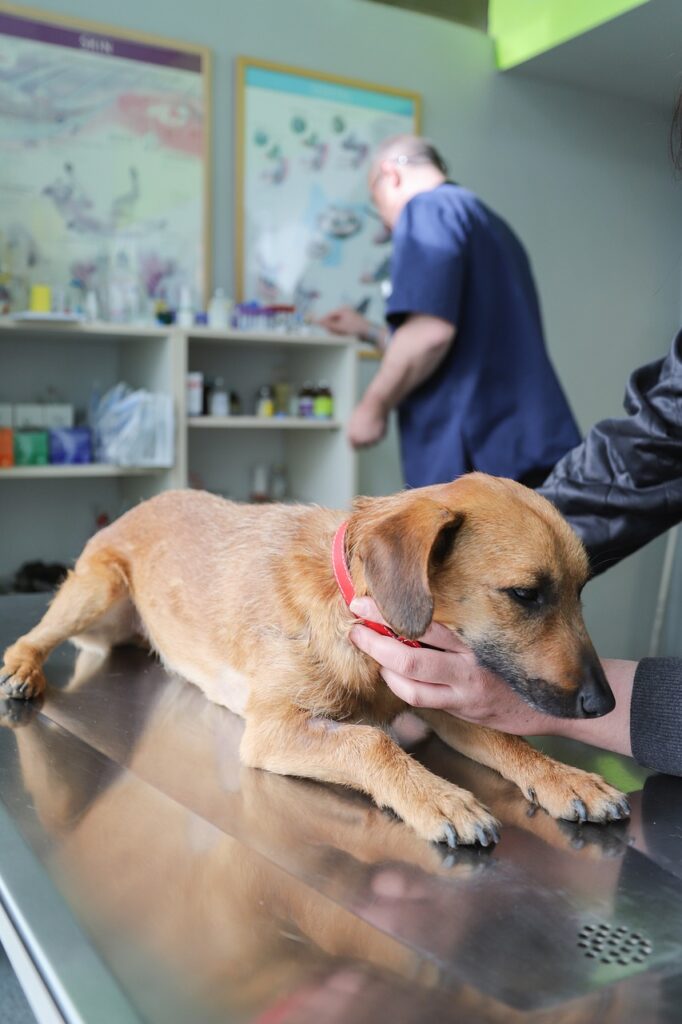 veterinarian, examination dog, ambulance-4906607.jpg