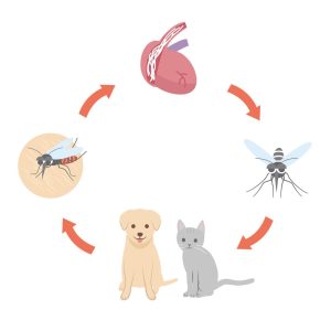 Heartworm-Disease-in-Pets