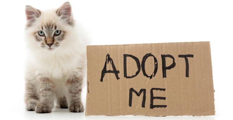 adopt a cat