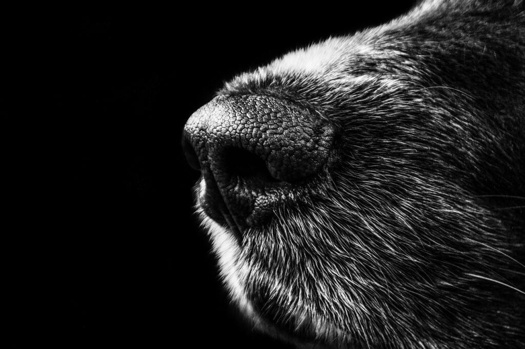 How a Dog Uses Its Sense of Smell