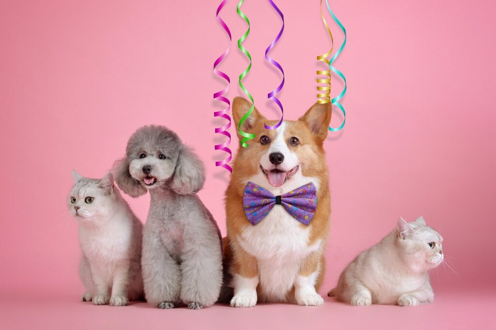 dogs, cats, party-7772322.jpg