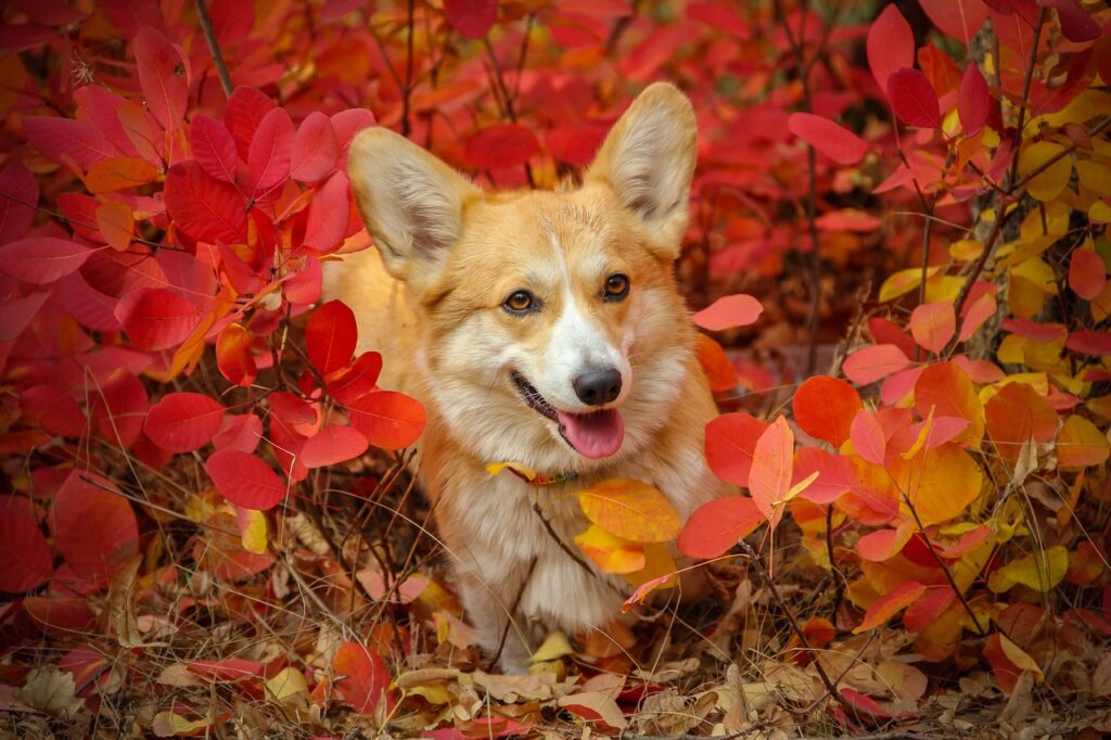 How to Take Great Fall Photos of Your Pet
